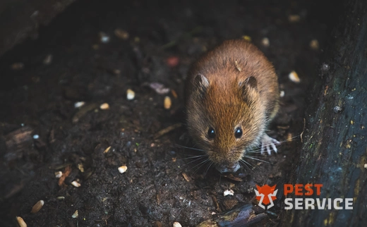 Дератизация в Соколе